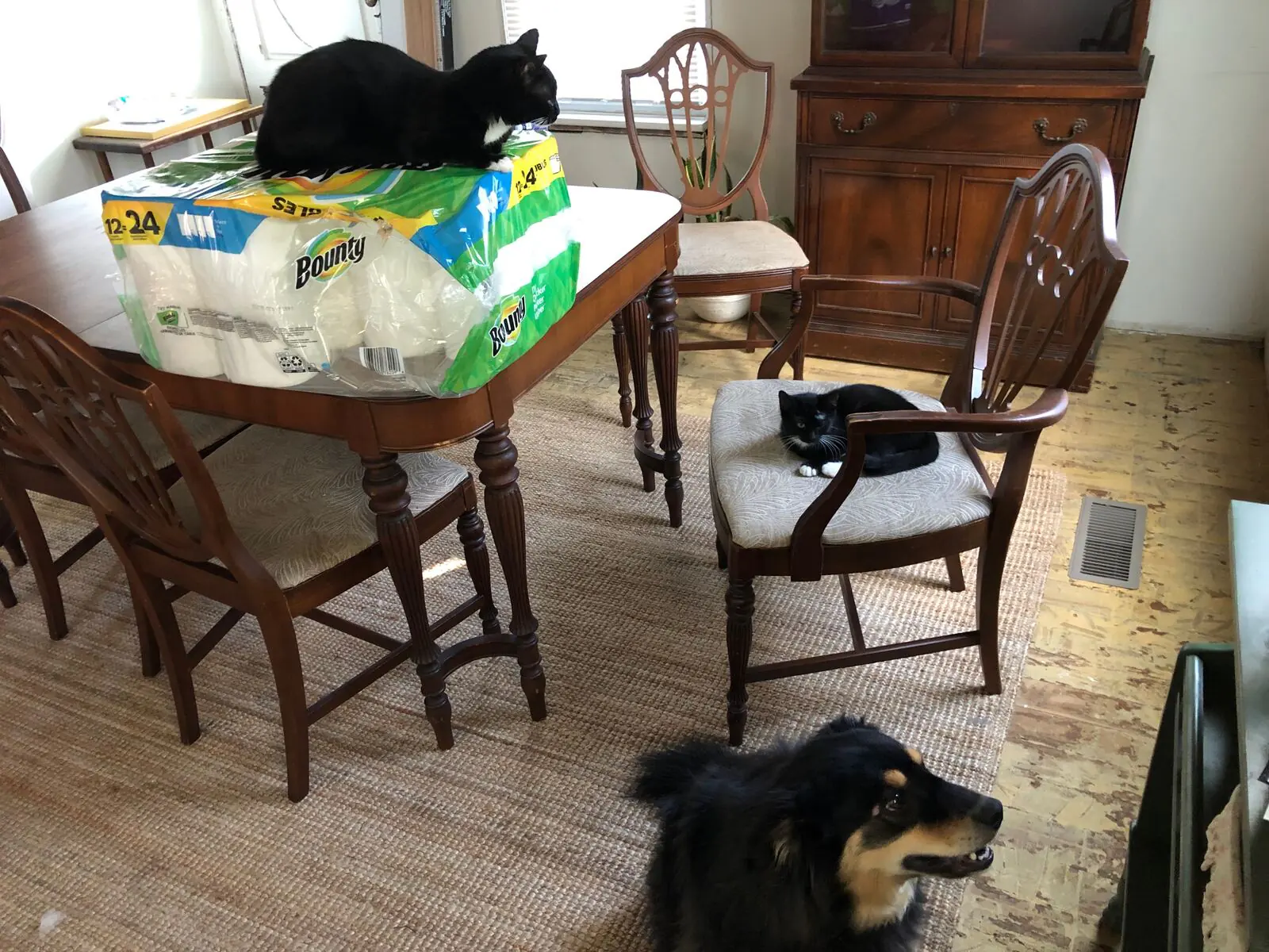 Thomas, Jones, Missy, and Cass photo 223